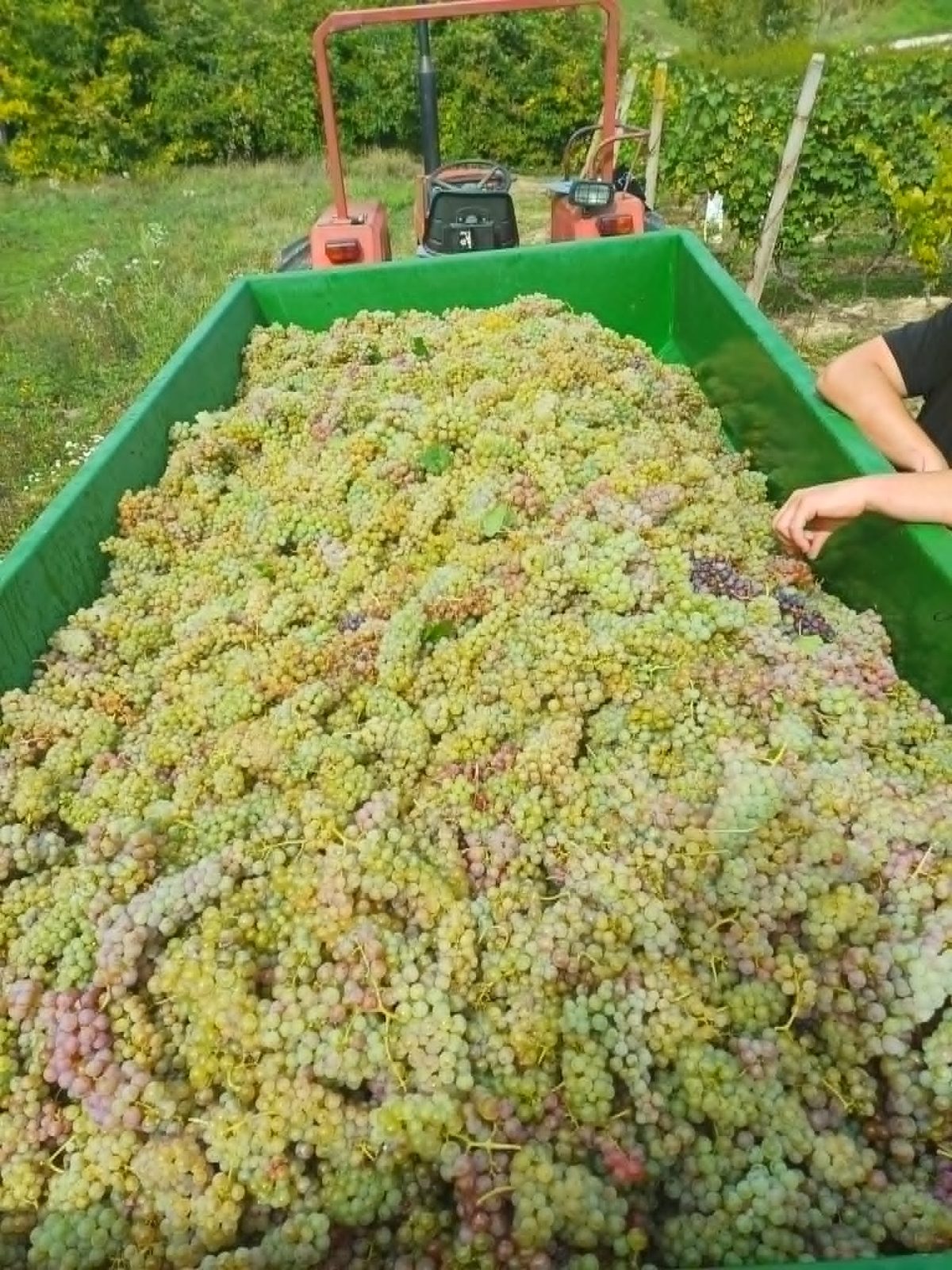 Prikolica prepuna bijelog grožđa nakon berbe