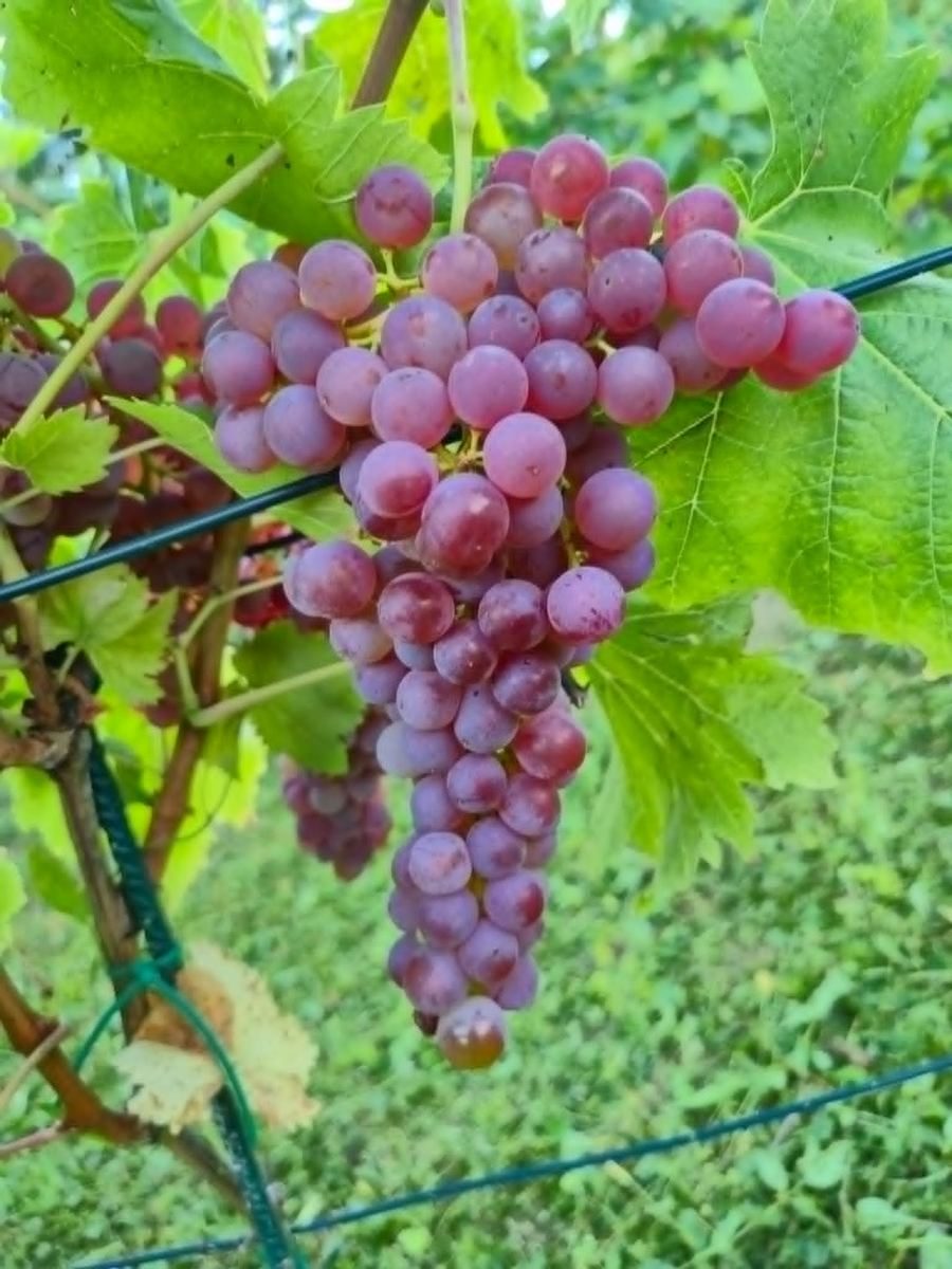 Ružičasto grožđe na trsu