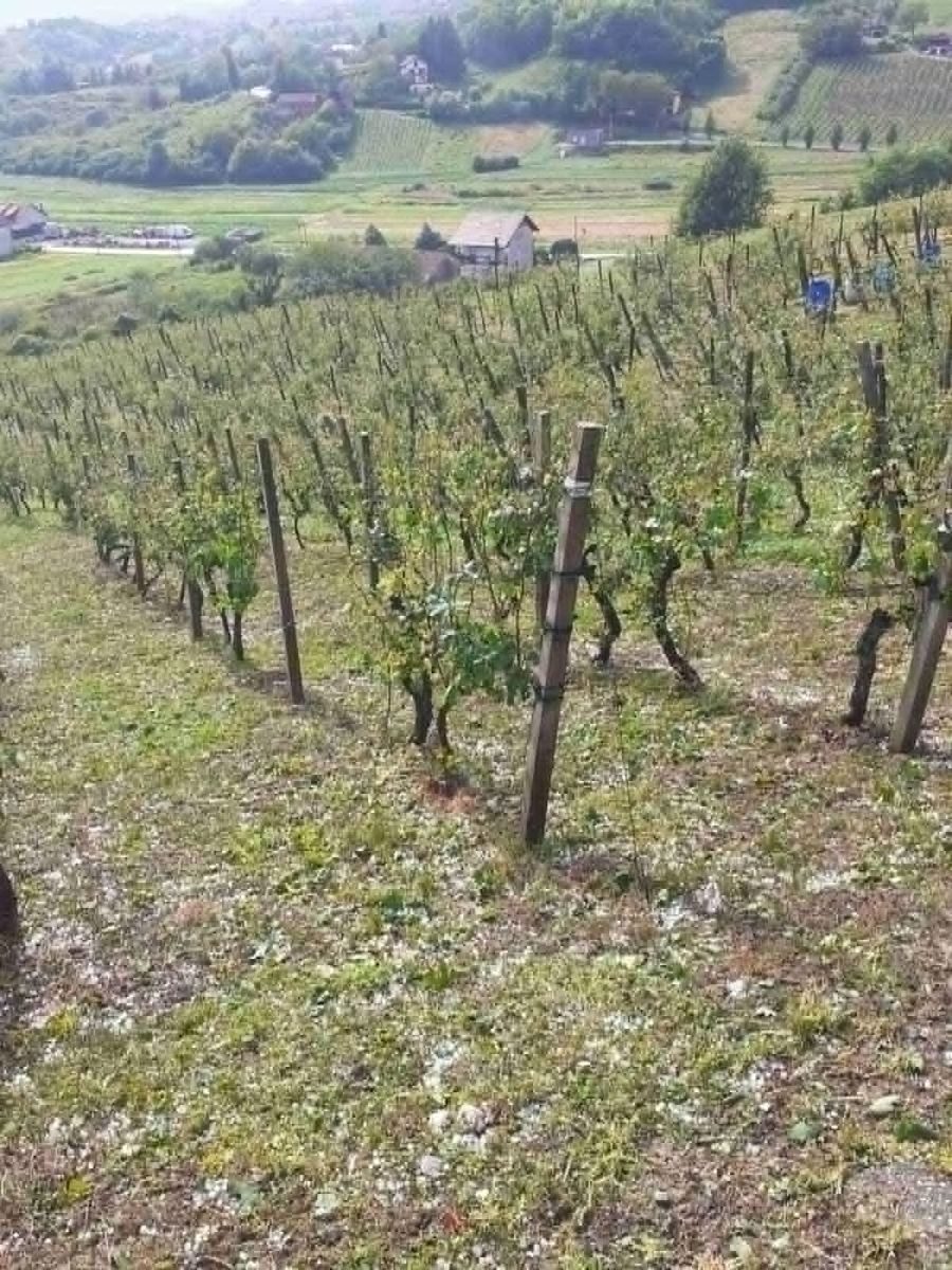 Vinograd na brijegu