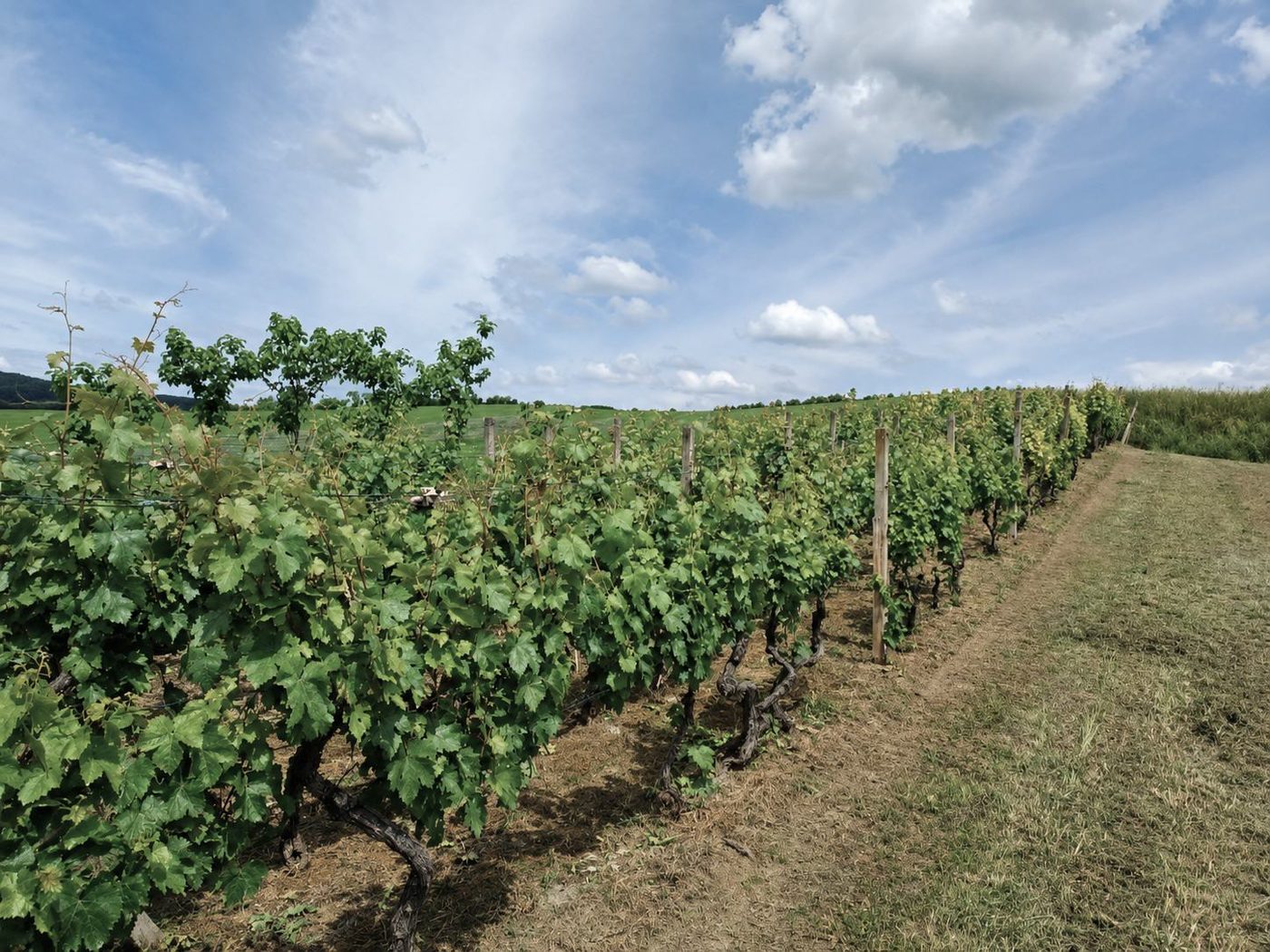 Panorama vinograda Kušić