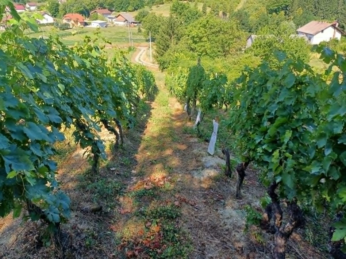 Redovi vinograda